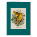 Frohawk - Saffron Finch Cards