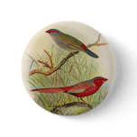Frohawk - Sydney Waxbill & Australian Fire-Finch buttons