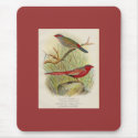 Frohawk - Sydney Waxbill & Australian Fire-Finch mousepads