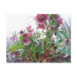 From Below - Garden Hellebore Plant postcards