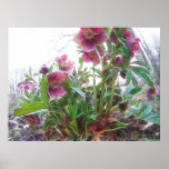 From Below - Garden Hellebore Plant posters