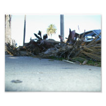 From The Ground Photographic Print