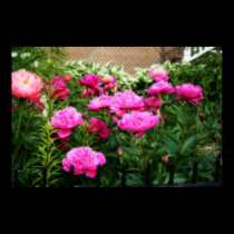 Front Yard Peonies posters