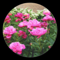 Front Yard Peonies stickers