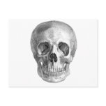 Frontal view drawing of a human skull postcards