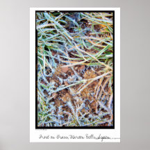 Frost on Grass, Maroon Bells, Aspen Posters
