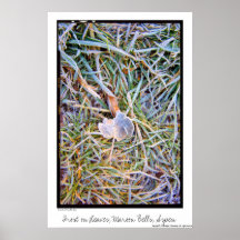 Frost on Leaves, Maroon Bells, Aspen Posters