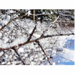 Frost On Tree Twig Photo Cut Out