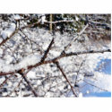 Frost On Tree Twig photo sculptures