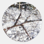 Frost On Tree Twig Stickers