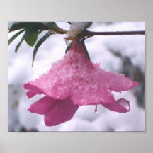 Frosted Azalea Posters