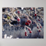 Frosted Berries print