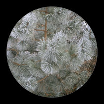 Frosted Pine On A Winter's Morning magnets