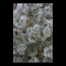 Frosted Pine On A Winter's Morning posters