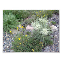 Frosty Ball: Alpine Wildflowers Photo Print