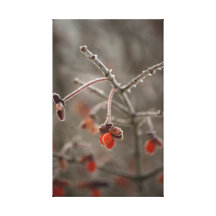 Frosty Berry Stretched Canvas Prints
