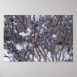 Frozen Berries posters