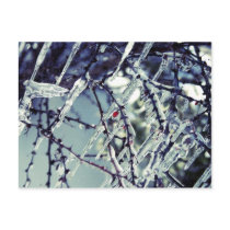 Frozen Berry Postcard