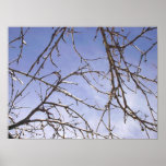 Frozen Branches posters