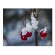 Frozen cranberry post card