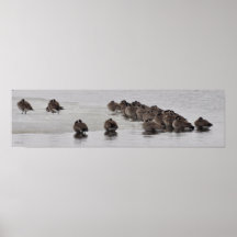 Frozen Flock Print