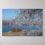Frozen Tree Posters