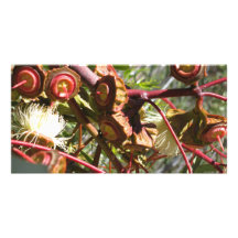 Frühling in Australien Photo Card