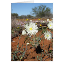 Frühlingsblumen in West Australien Grußkarten