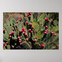 Fruited prickly pear cactus, Sonoran Desert Poster