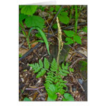 Fruiting Rattlesnake Fern (Botrypus virginianus) Cards