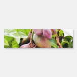 Fruits Plants Leaves Bumper Sticker