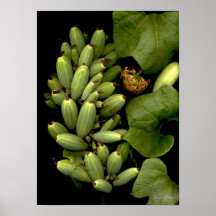 Frutas-042 Print