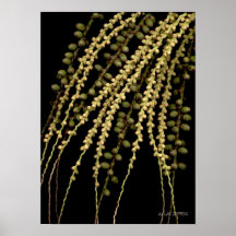 Frutas-069 Posters
