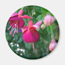 Fuchsia 1 fridge magnets