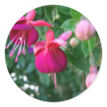 Fuchsia 1 round sticker