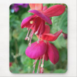 Fuchsia 4 mouse mats