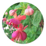 Fuchsia 5 stickers