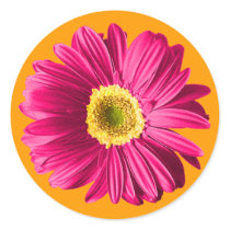 Fuchsia Daisy Flower