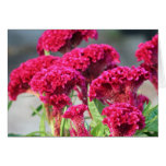 Fuchsia Flower Card