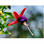 Fuchsia Flowers Purple photo sculptures