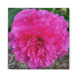 Fuchsia Peony Magnet