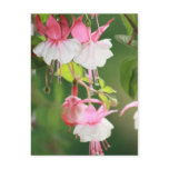 Fuchsia Post Card