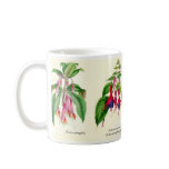 Fuchsia species of Joseph Paxton mugs