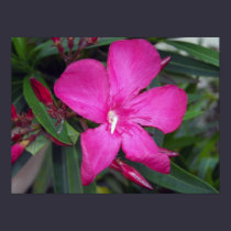 Fucshia Oleander Photo posters