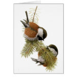 Fuertes' Chestnut-backed Chickadee Cards