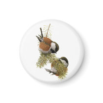 Fuertes' Chestnut-backed Chickadee