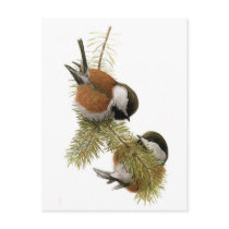 Fuertes' Chestnut-backed Chickadee
