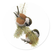 Fuertes' Chestnut-backed Chickadee