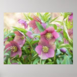 Full Bloom - Hellebores! posters