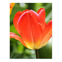 Full Bloomed Tulip Post Cards